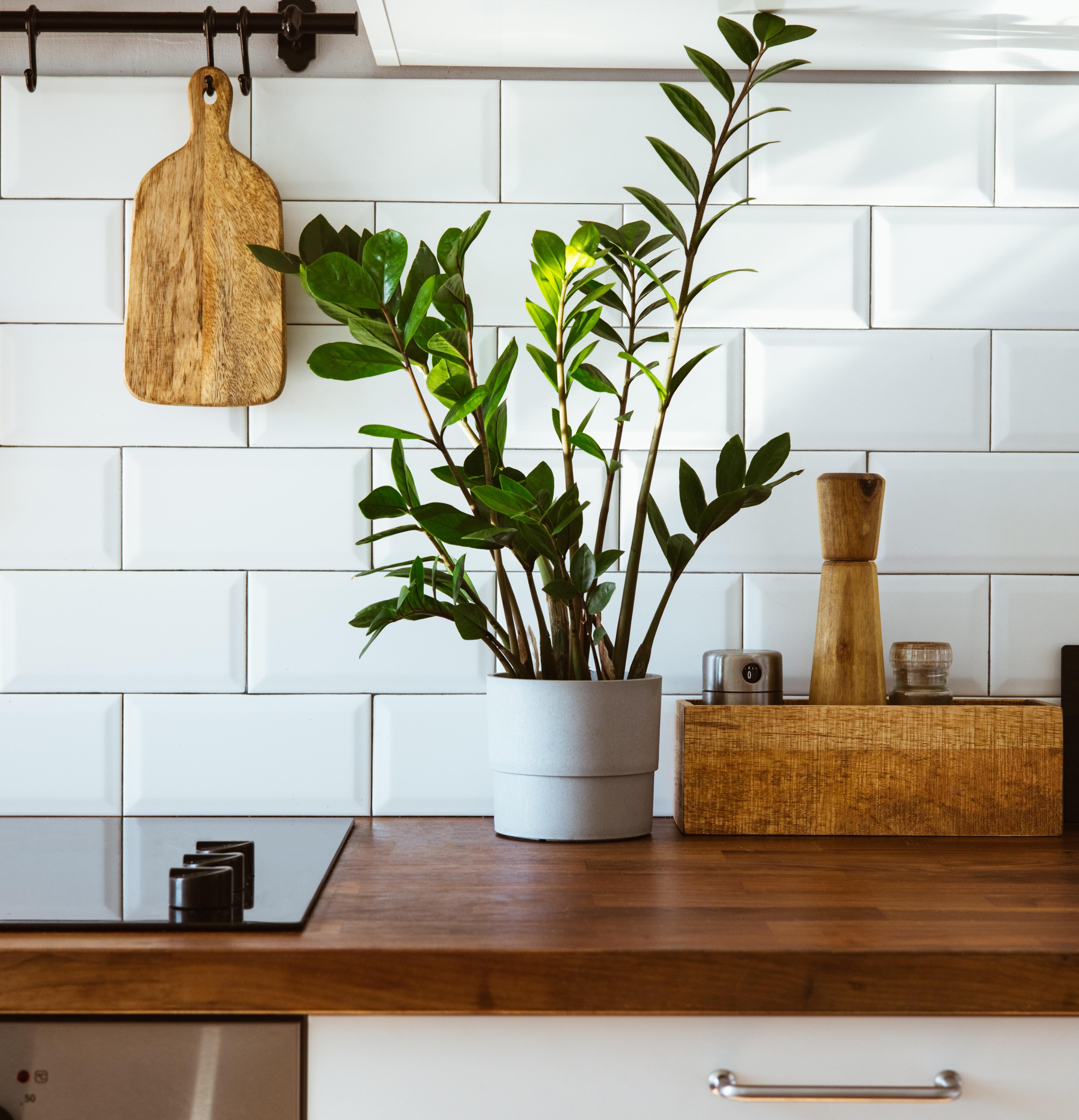 Cozinha moderna e organizada com plantas, representando elevados padrões de qualidade e limpeza.