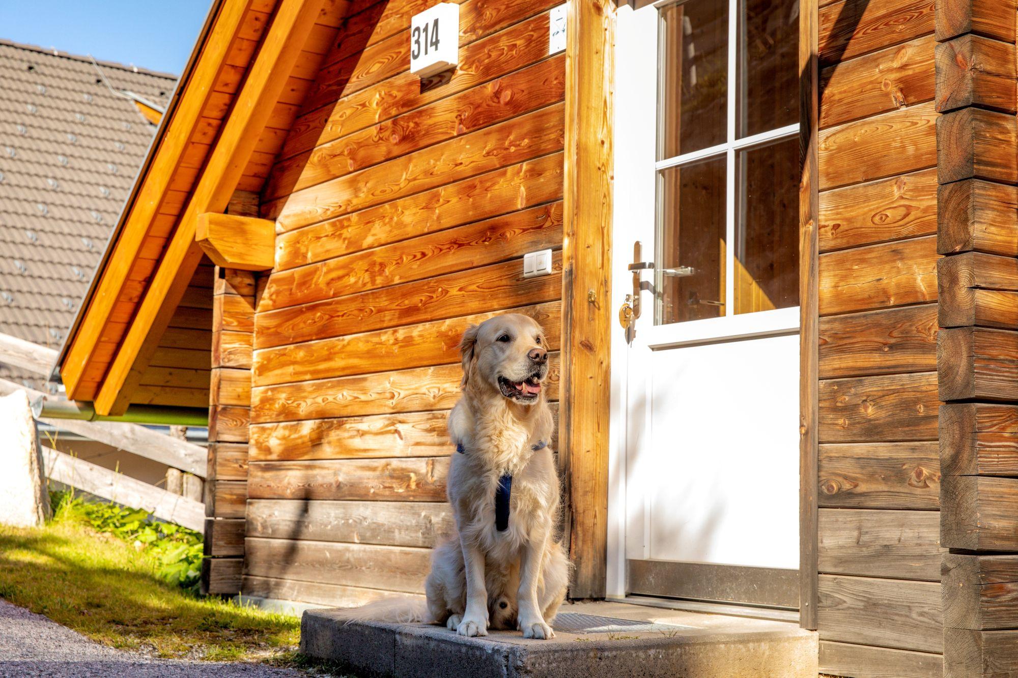 Dog friendly holiday home